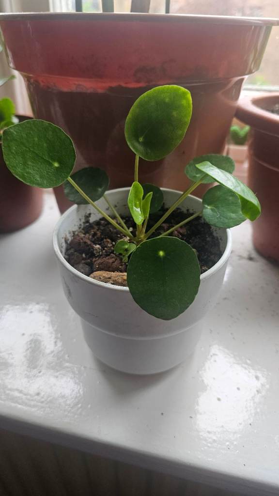 Chinese money plant 