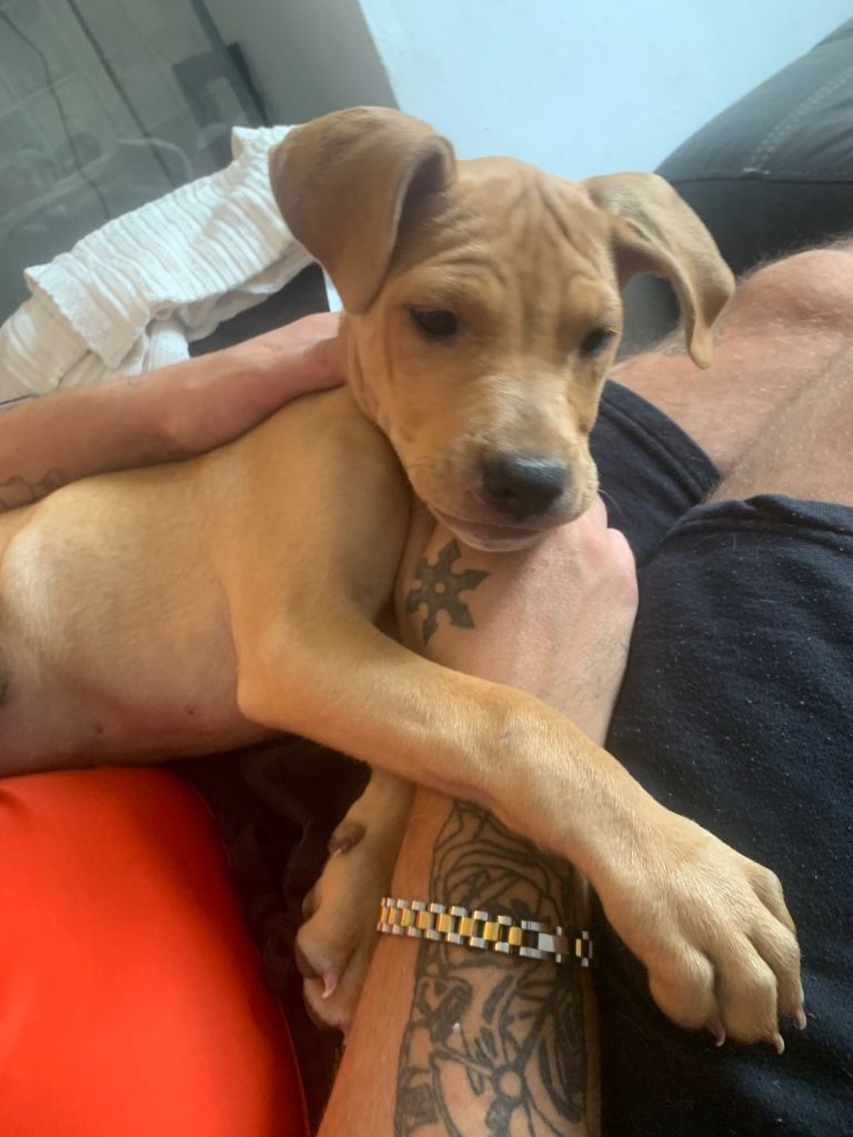 Staffy cross mastiff puppy 
