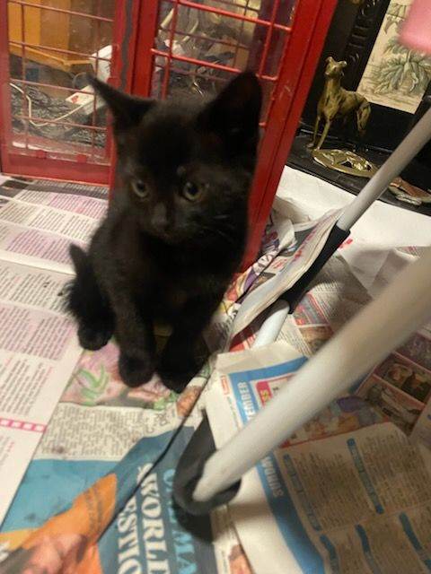 READY NOW! 2 jet black short haired females.