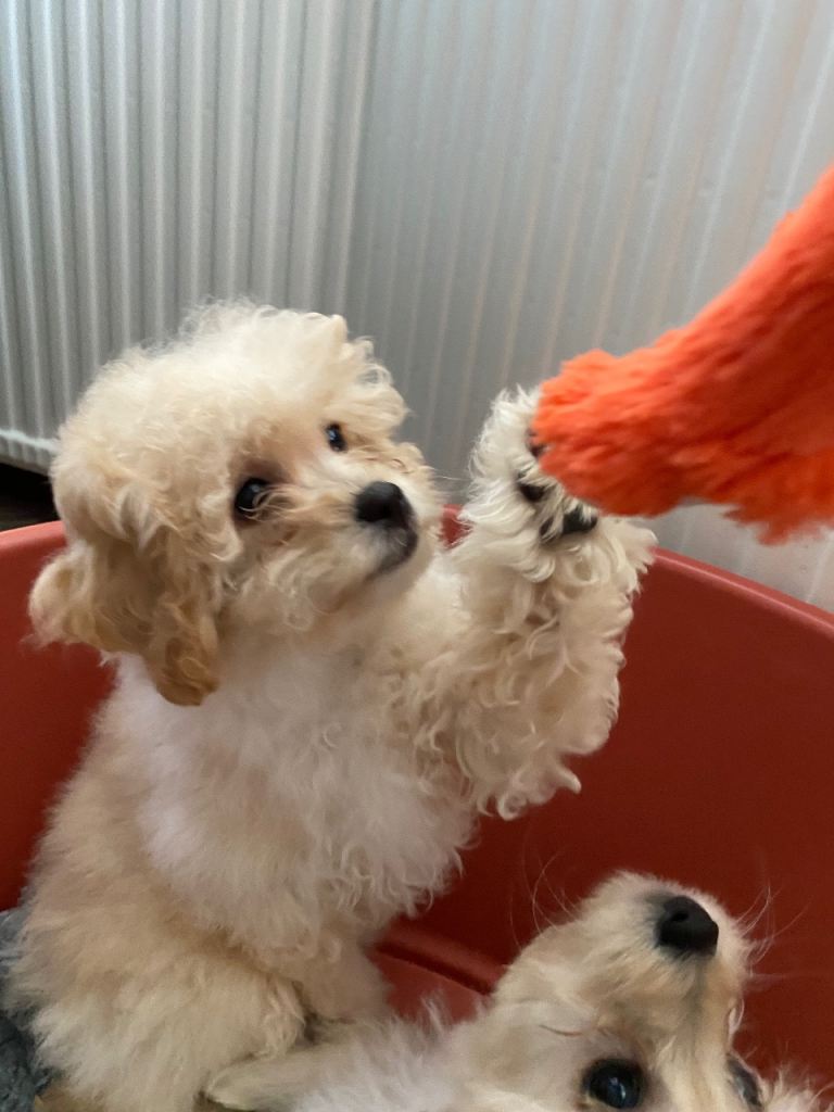 Cavapoochon puppies 1 girl left 