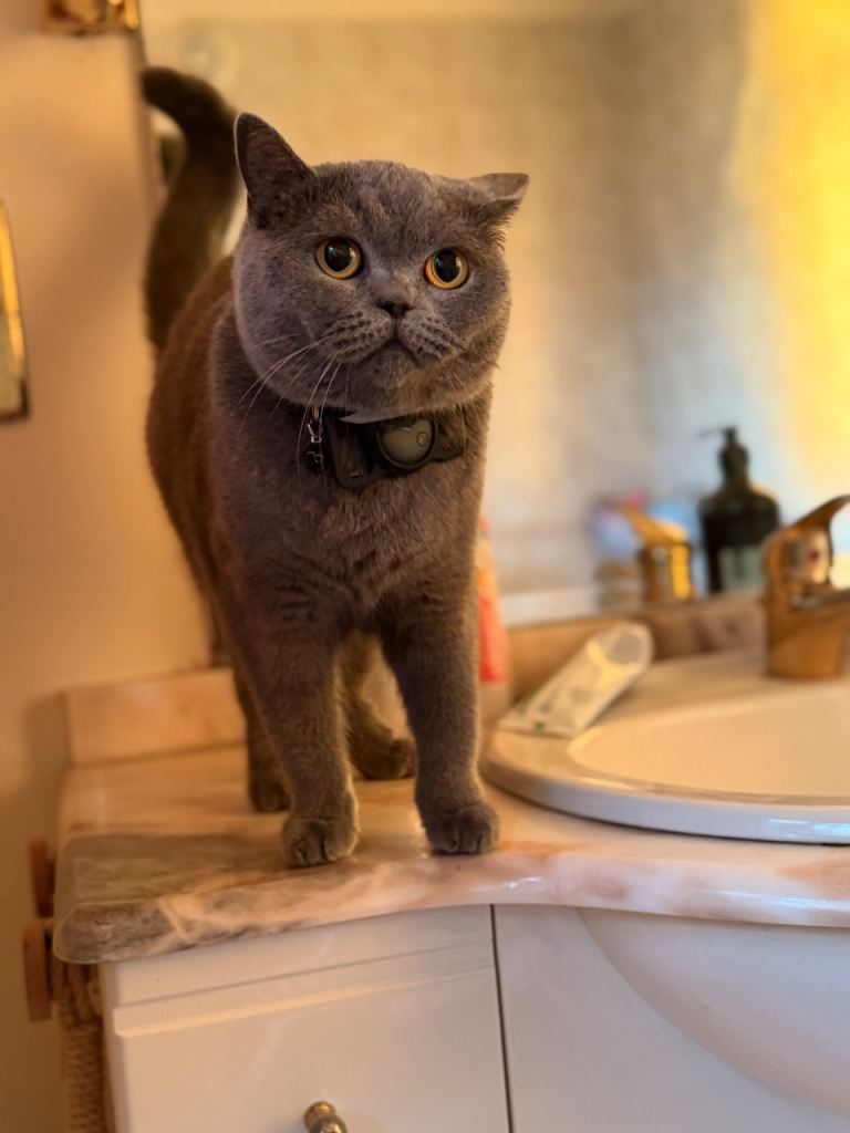 British shorthair 