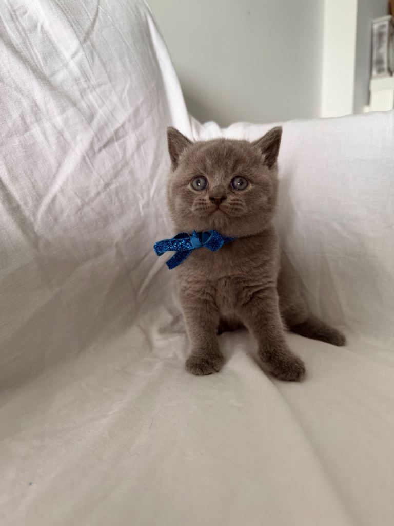 British shorthire 