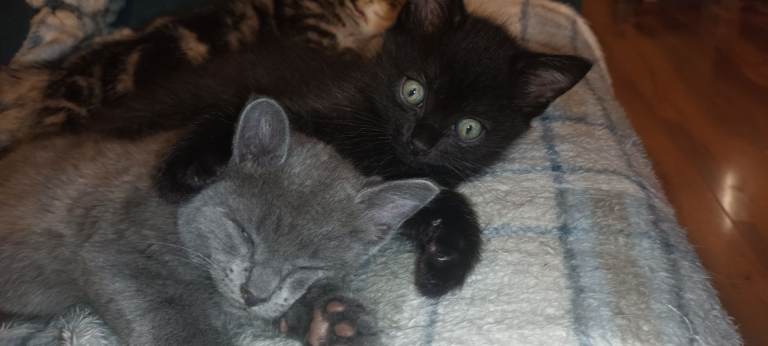 8 weeks old 6 kittens. 2 females 4 males 