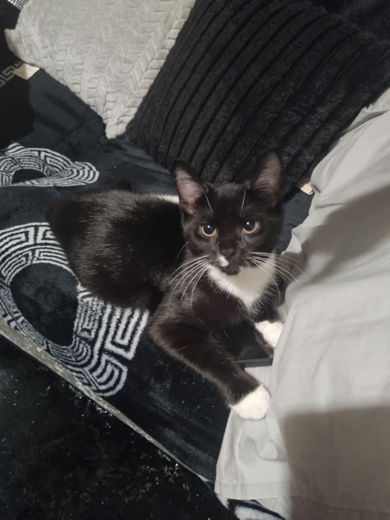 image for Kitten for sale