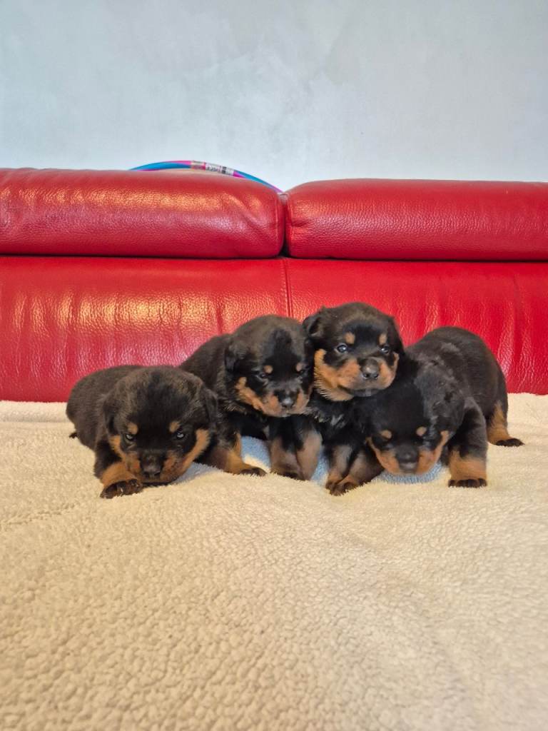 ROTTWEILER PUPPIES FOR SALE 