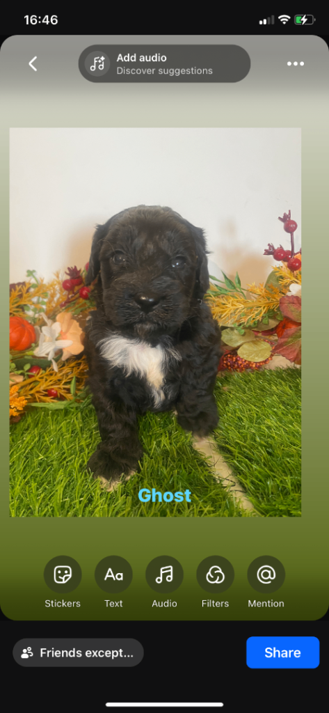Toy f1 cavapoo puppies 