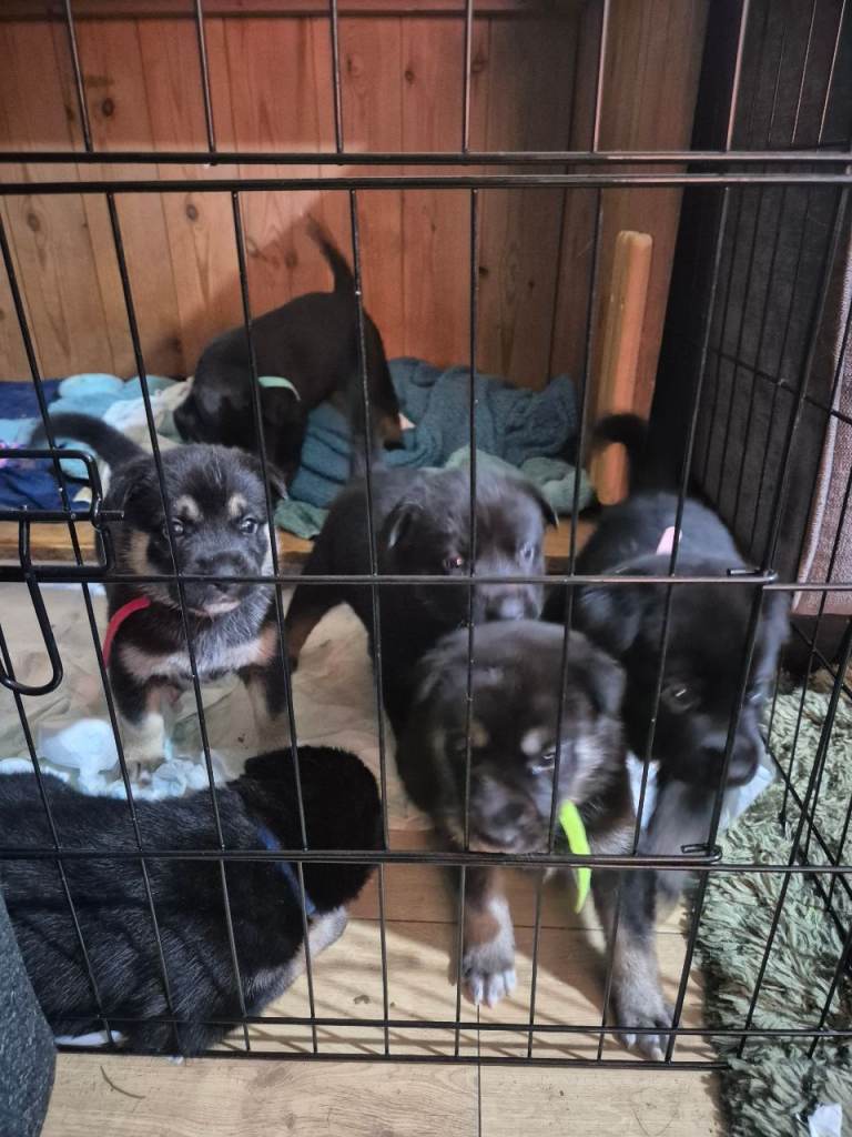 Gorgeous litter of puppies born 24/12/25