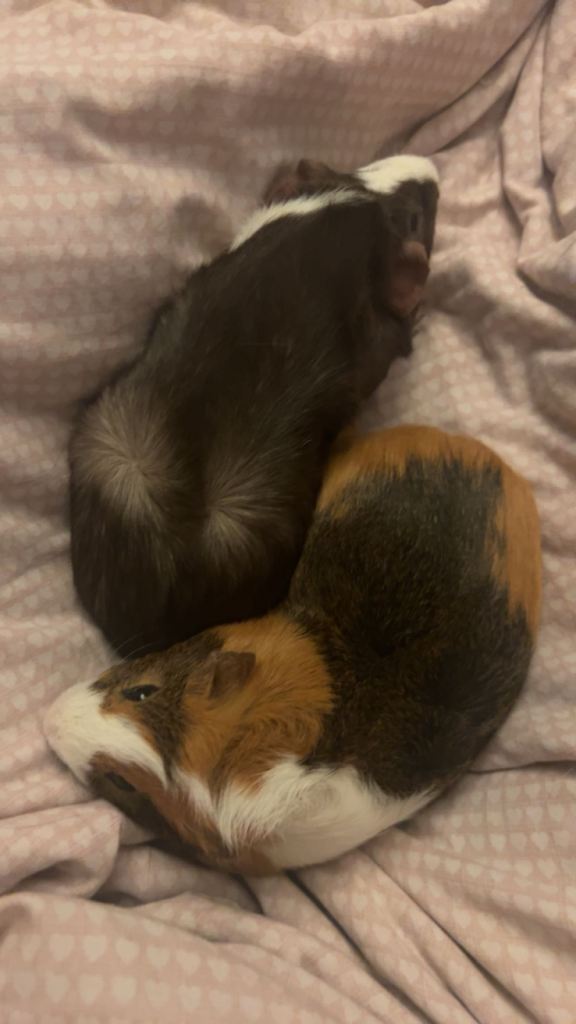 Two Male Guinea Pigs