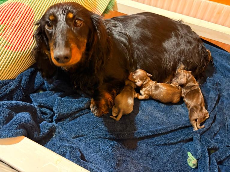 Mini dachshund puppies 