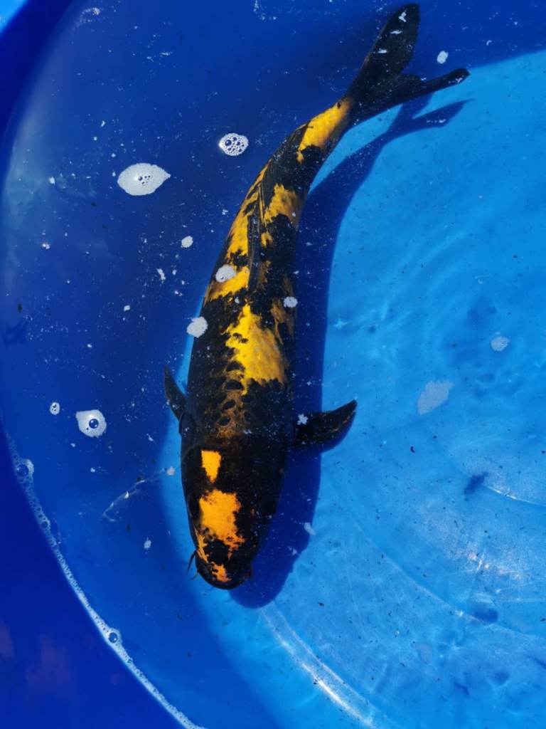 High Grade Koi Carp Hand picked