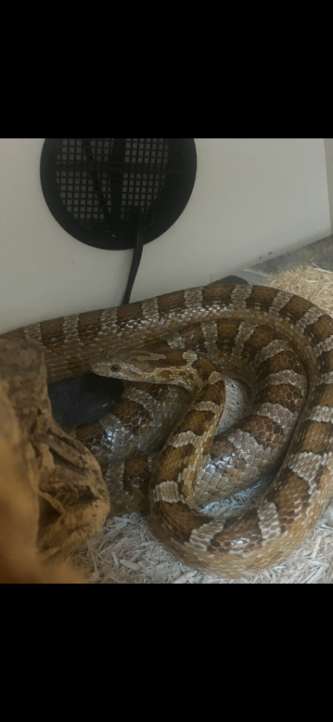 Corn snake with full set up 