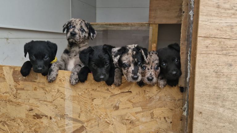 Labrador puppies
