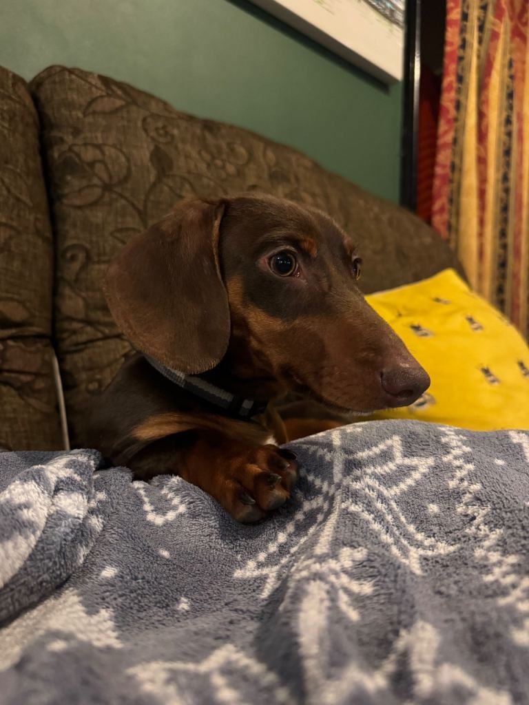 Miniature dachshund, Albert - please read description 