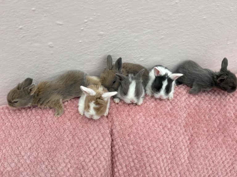 Lions lop- vaccinated 