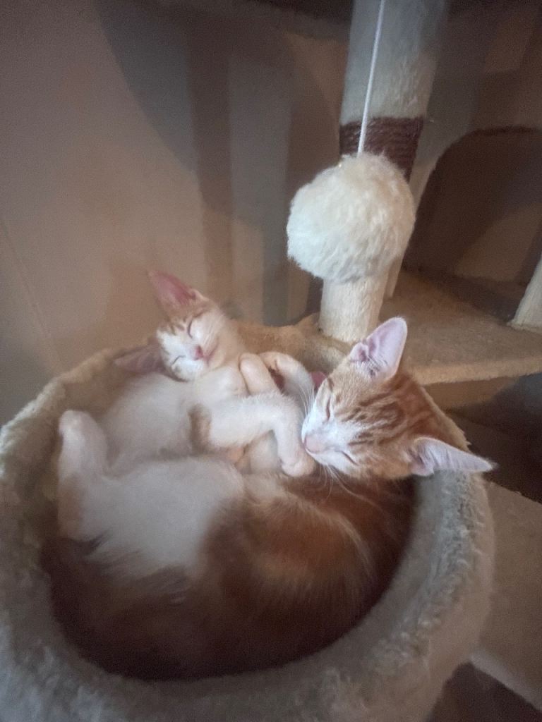 3 lovely boy kittens 