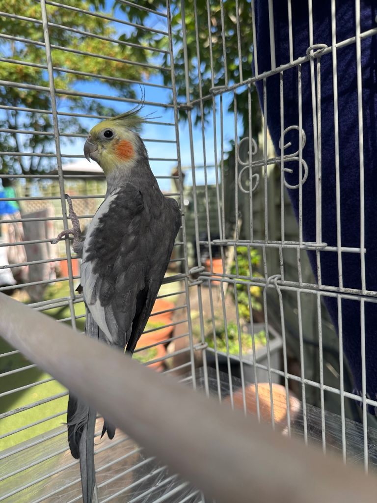 Cockatiel with Cage
