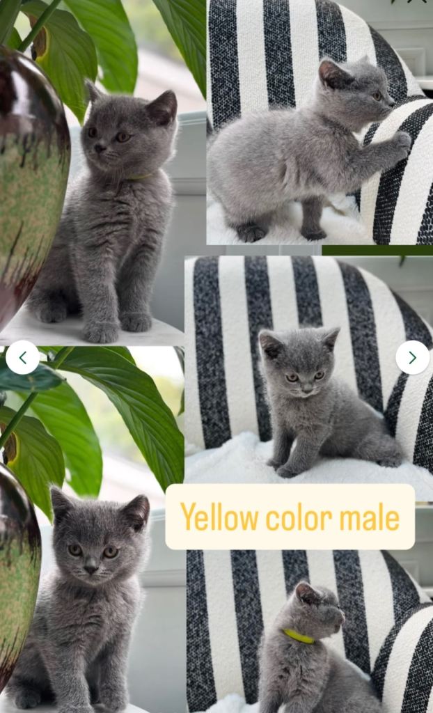British Shorthair Kittens Silver