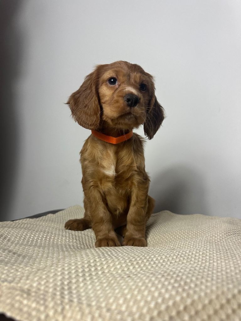 Cocker Spaniel Puppies