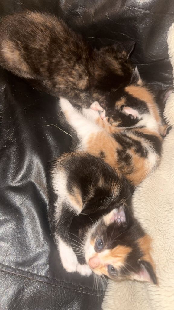 calico 