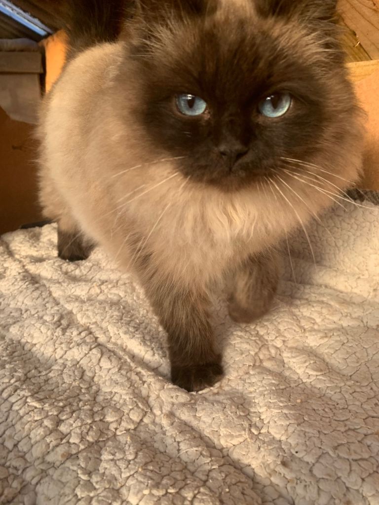 Lovely Mink Ragdoll cat looking for a new home 