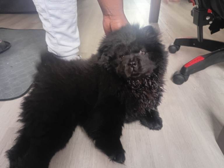 Chow chow puppy 