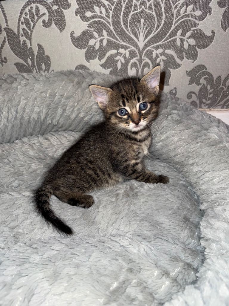Bengal cross kitten 