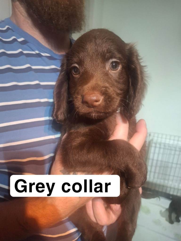 READY NOW Cocker Spaniel puppy 