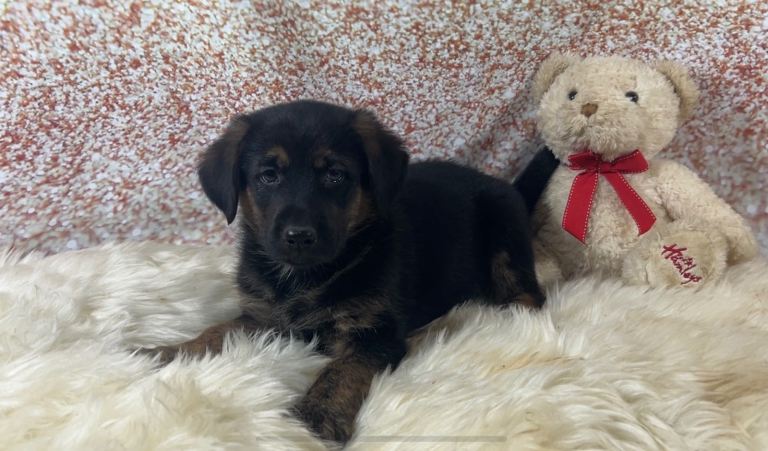 Beautiful German shepherd x Labrador puppies