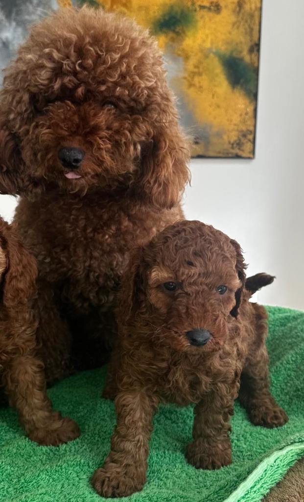 Red Miniature Poodle Puppy Available