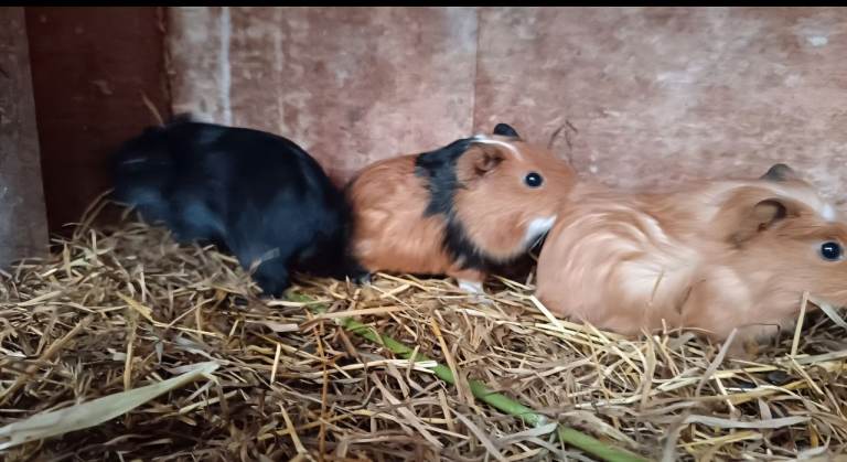 Ginuea pigs