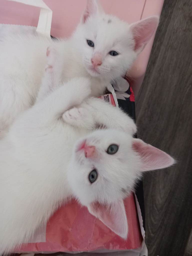 Three Kittens need good forever homes  homes