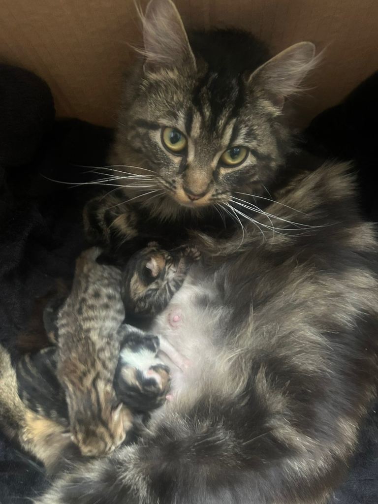 Adorable Kittens – 2 Girls & 2 Boys 🐾