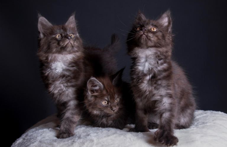 Tica registered maine coon boys