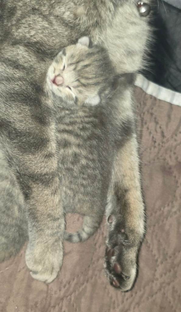 2 silver taby cross british short hair kittens