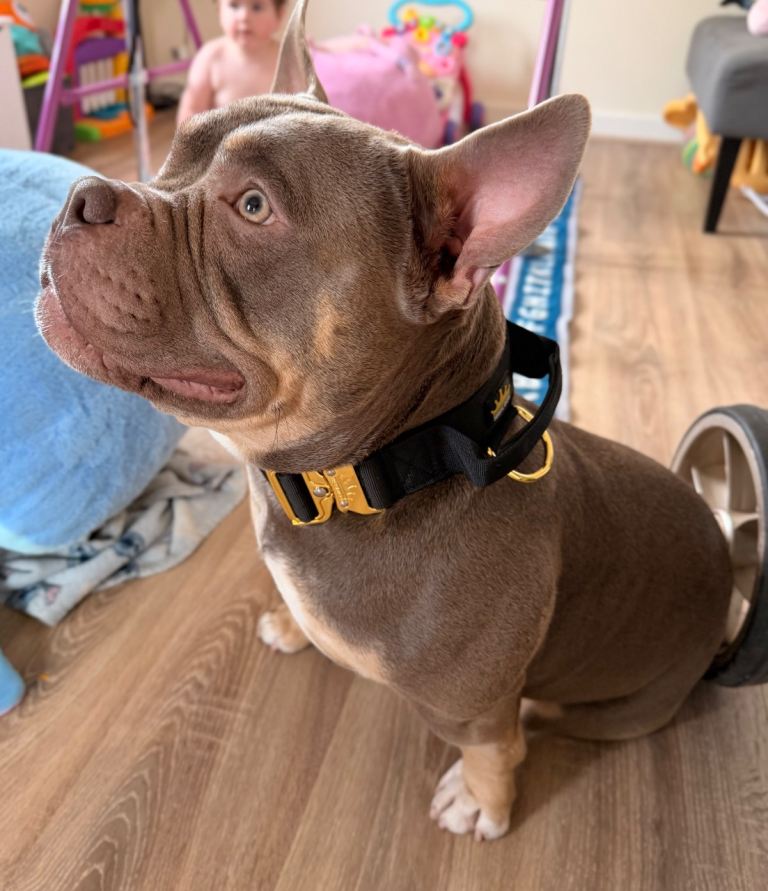 Pocket bully 