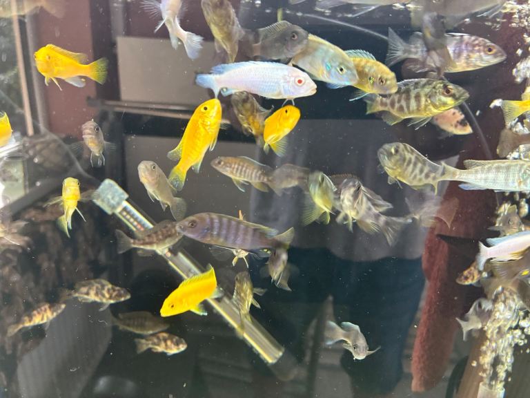 Malawi Cichlids for sale
