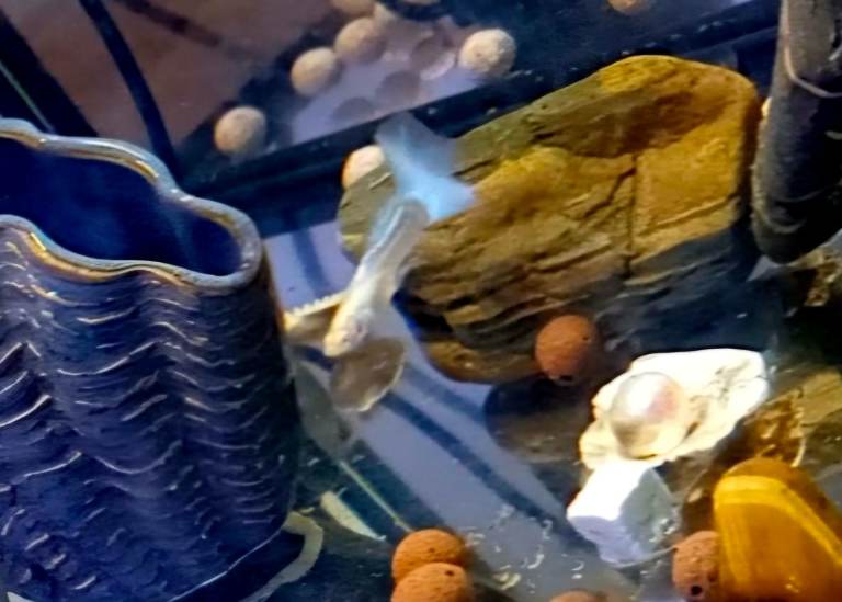 topaz mixed guppies 