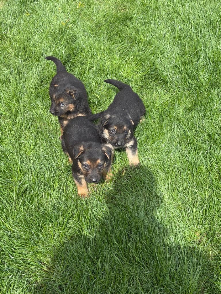 German Shepard puppies 