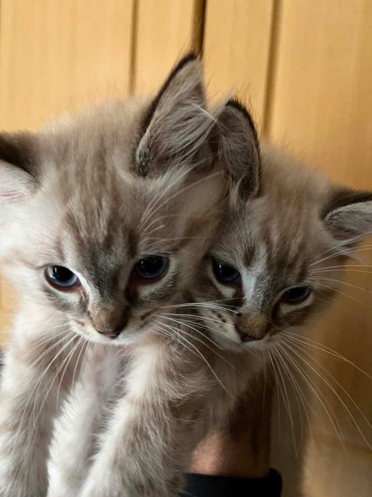 2 girls Radgoll kittens pure Radgoll For more txt me