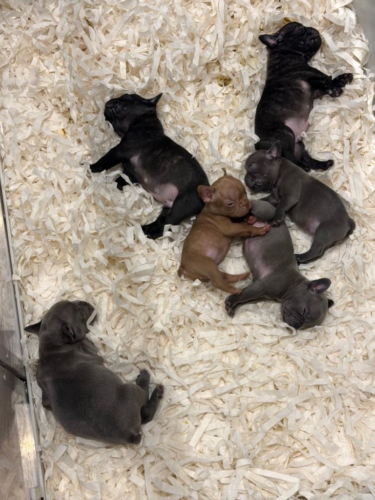 French bulldogs 