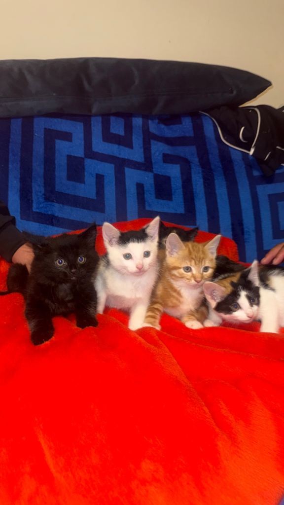 Kittens | in Hackney, London | Gumtree