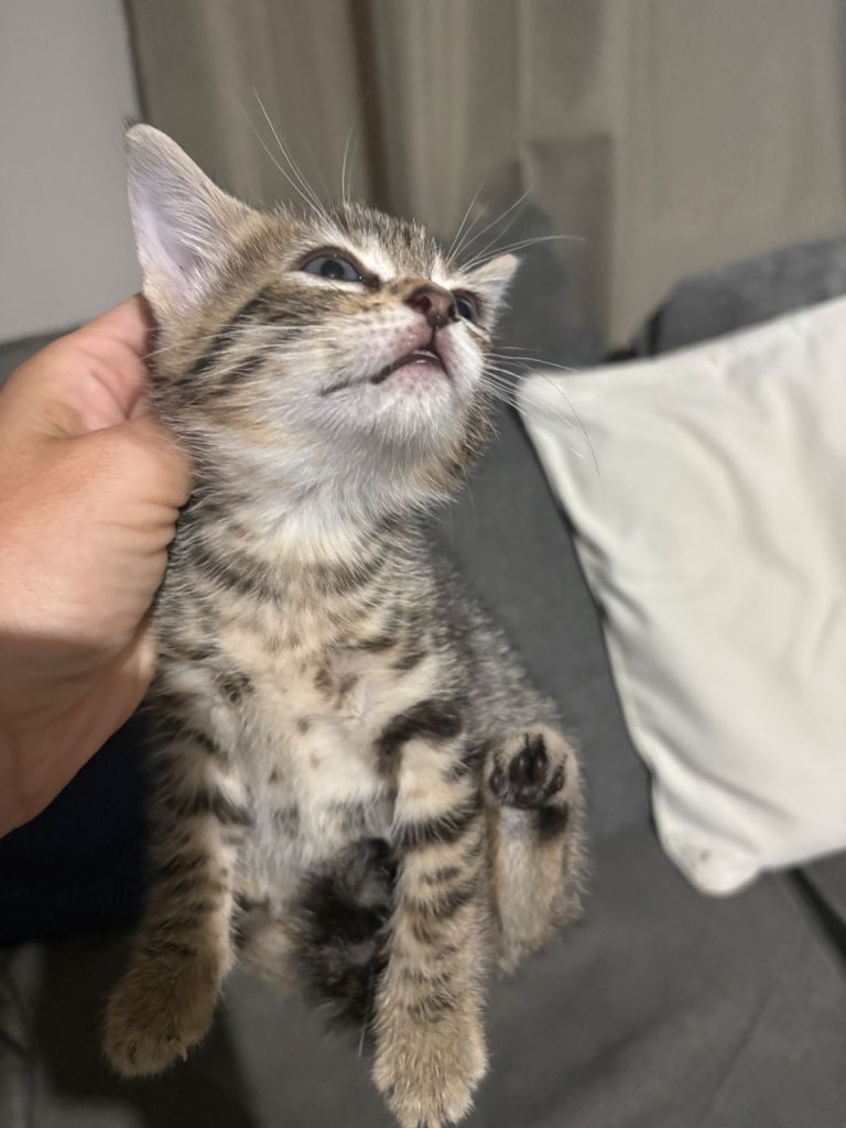 2 kittens for sale 
