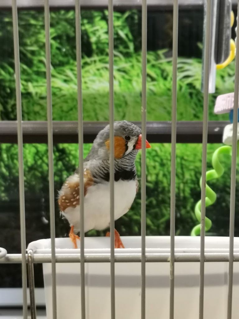 Zebra finches Birds for sale in Manchester 