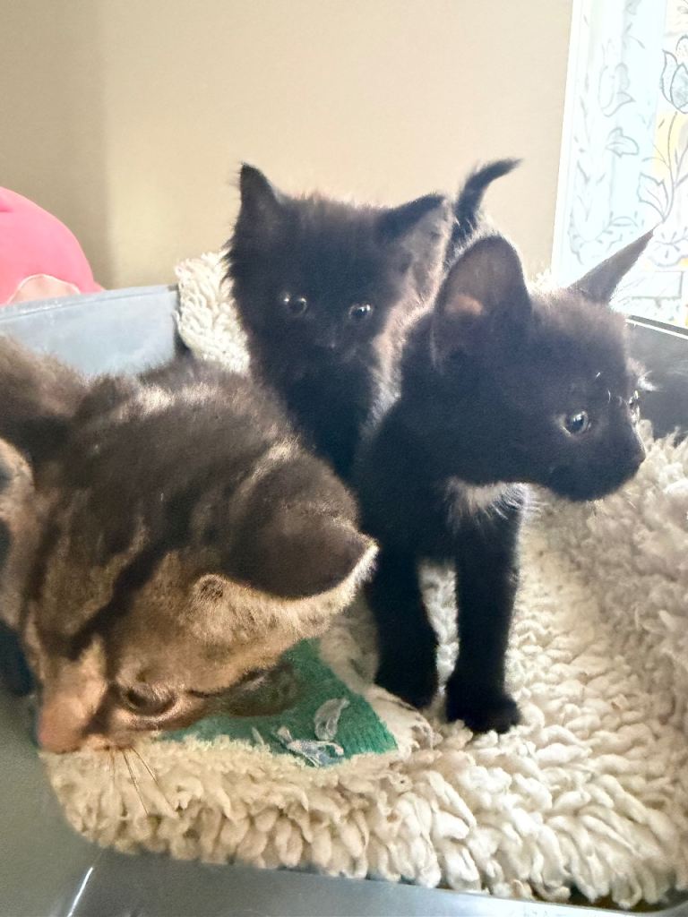 Kittens 