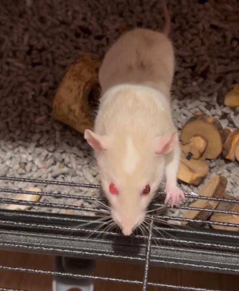 2 female rats with large cage 