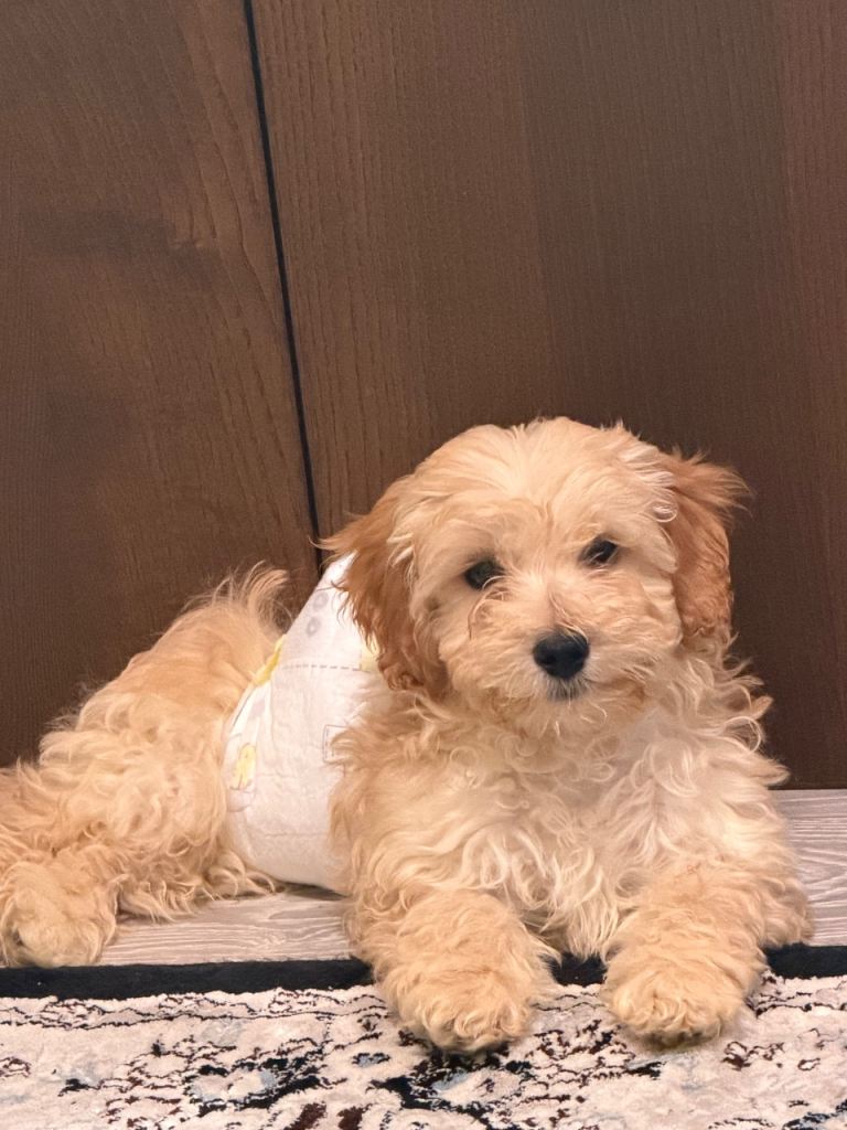 Adorable Cockapoo Puppy for Sale