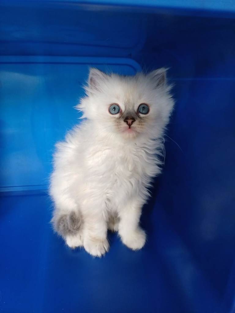3 Ragdoll kittens