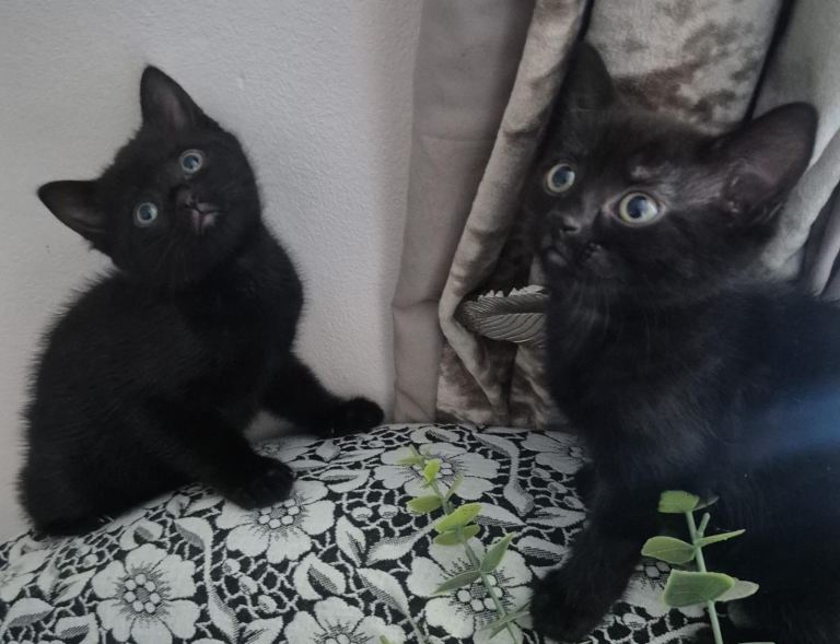 Kittens female 