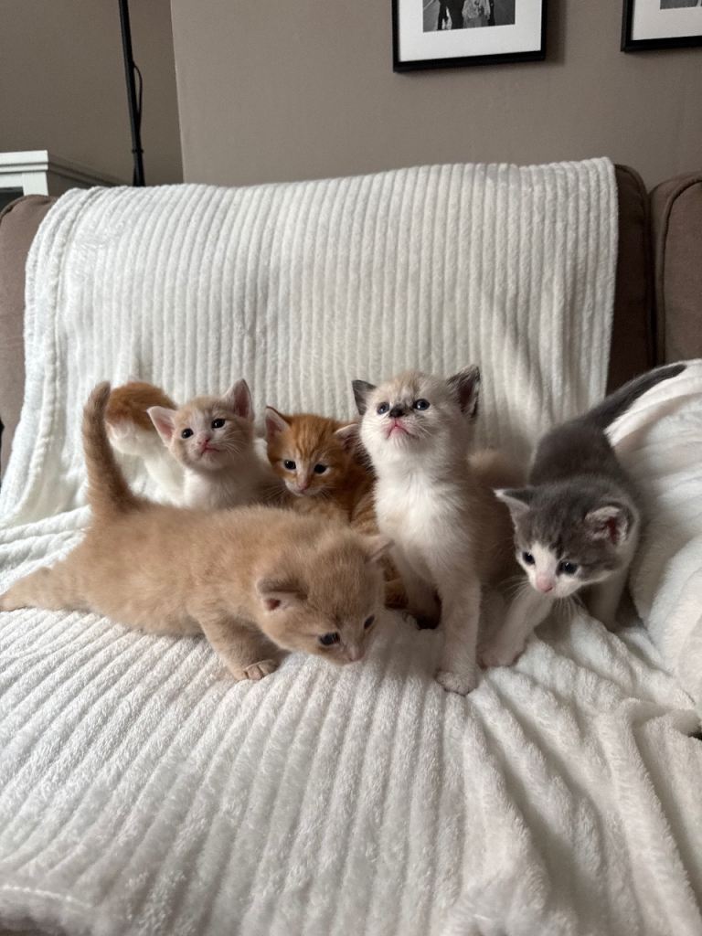 Norwegian Forest Cross Kittens