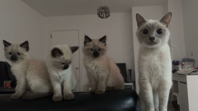     Stunning Siamese Kitten Looking for a Loving Home
